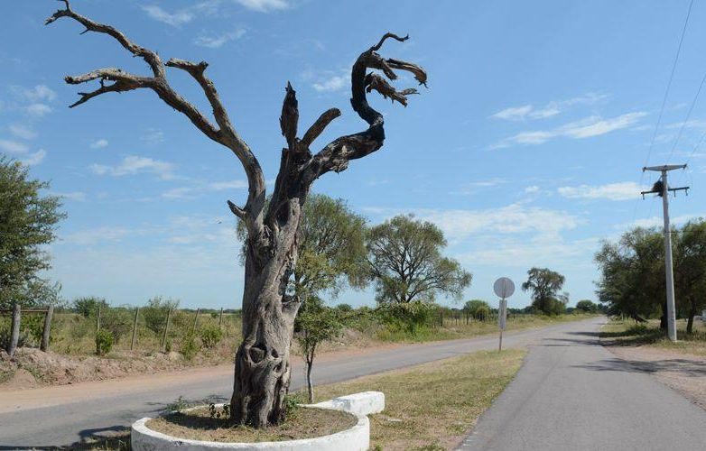 arbol
