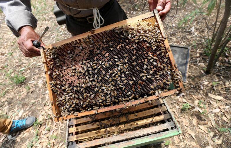 apiario apicultor abeja