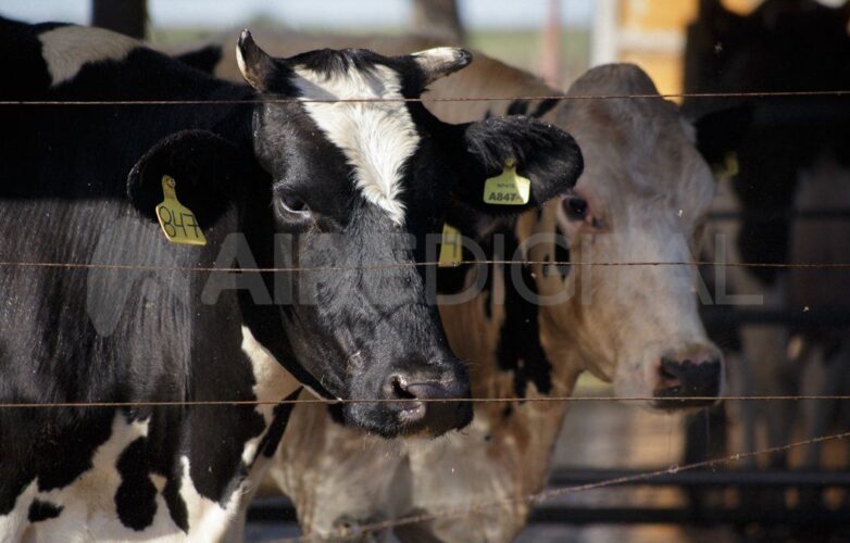 vacas-campo-ganado-feedlot--mg-9985-mth-1200-mthjpg