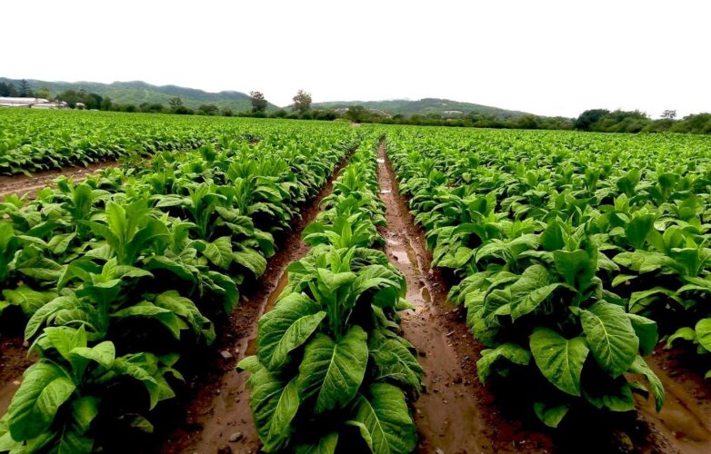 tabaco