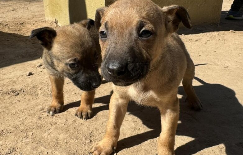 perritos adopciones