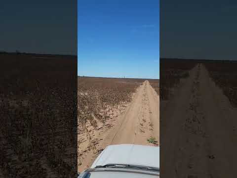 lote-de-algodon-quemado-por-la-helada-en-los-frentones